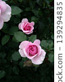 rose 139294835