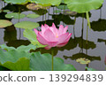  Lotus 139294839