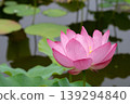  Lotus 139294840