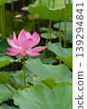  Lotus 139294841