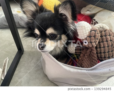 一隻博美犬和吉娃娃的混血幼犬待在旅行包裡，以免被落下。 139294845