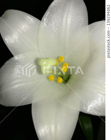 一張喇叭百合花的特寫,純白的花朵在黑暗中格外醒目。 一張喇叭百合花的特寫,純白的花朵在黑暗中格外醒目。 139294862