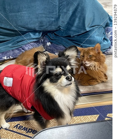 A Pomchi puppy pretends not to notice a cat next to it. 139294879