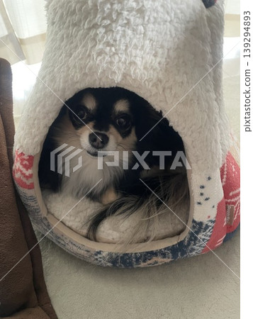 一隻博美犬和吉娃娃的混血幼犬從蓋著被子的狗窩裡抬頭看著別人。 一隻博美犬和吉娃娃的混血幼犬從蓋著被子的狗窩裡抬頭看著別人。 139294893