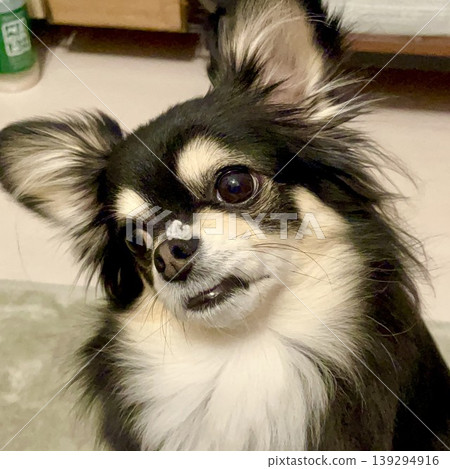 A Pomeranian-Chihuahua mix puppy that doesn't notice there's something stuck on its nose. A Pomeranian-Chihuahua mix puppy that doesn't notice there's something stuck on its nose. 139294916