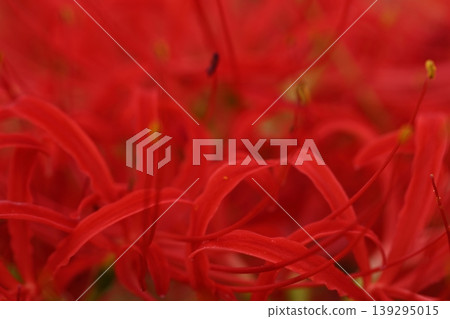 希根花的風景 希根花的風景 139295015
