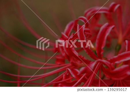 希根花的風景 希根花的風景 139295017