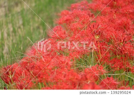 希根花的風景 139295024