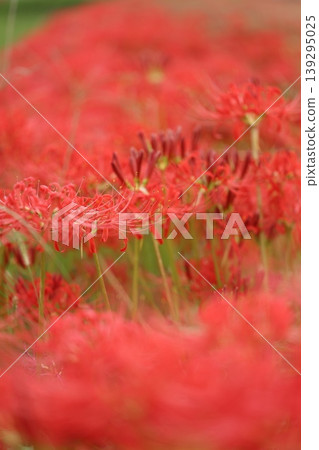 Landscape with cluster amaryllis Landscape with cluster amaryllis 139295025