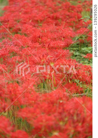 希根花的風景 139295026