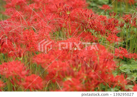 Landscape with cluster amaryllis Landscape with cluster amaryllis 139295027