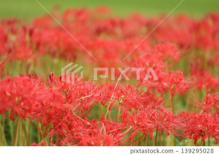 Landscape with cluster amaryllis Landscape with cluster amaryllis 139295028