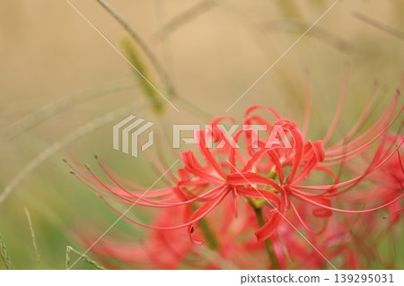 Landscape with cluster amaryllis Landscape with cluster amaryllis 139295031