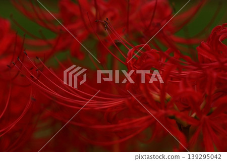 Landscape with cluster amaryllis Landscape with cluster amaryllis 139295042