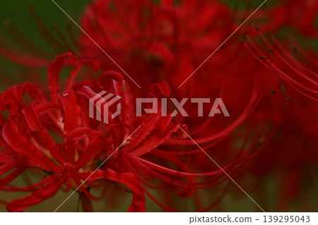 Landscape with cluster amaryllis Landscape with cluster amaryllis 139295043