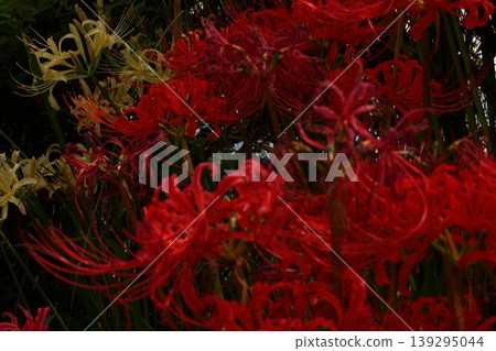 Landscape with cluster amaryllis Landscape with cluster amaryllis 139295044