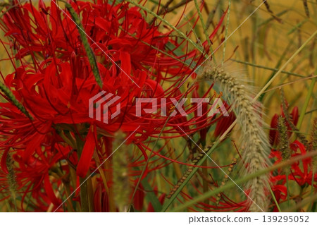 Landscape with cluster amaryllis Landscape with cluster amaryllis 139295052
