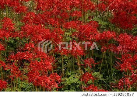 希根花的風景 139295057