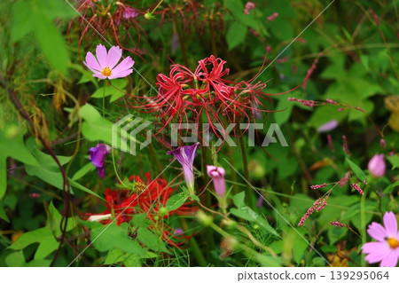 希根花的風景 希根花的風景 139295064