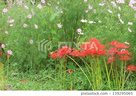 希根花的風景 希根花的風景 139295065