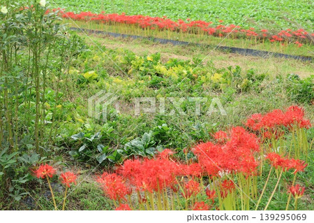 Landscape with cluster amaryllis 139295069