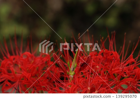 希根花的風景 139295070