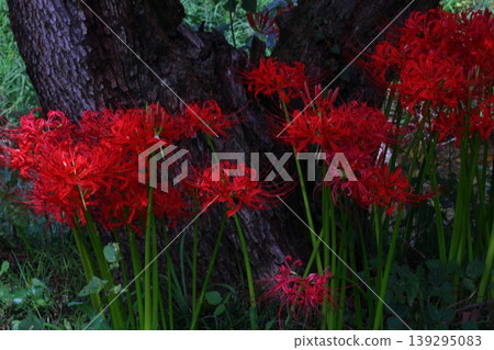 Landscape with cluster amaryllis Landscape with cluster amaryllis 139295083