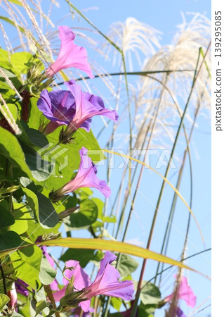 陽光下盛開的牽牛花 陽光下盛開的牽牛花 139295085