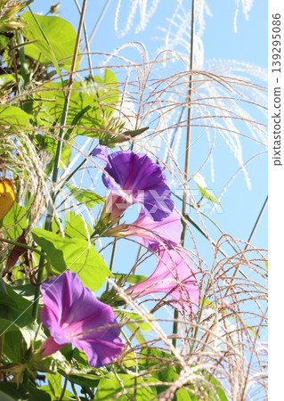 Morning glories blooming in the sunlight Morning glories blooming in the sunlight 139295086