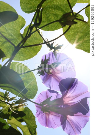 Morning glories blooming in the sunlight Morning glories blooming in the sunlight 139295092