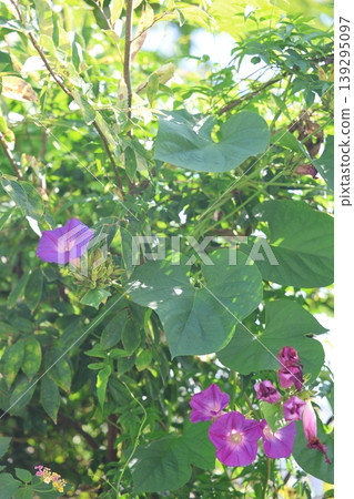 陽光下盛開的牽牛花 139295097