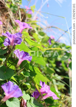 陽光下盛開的牽牛花 陽光下盛開的牽牛花 139295101