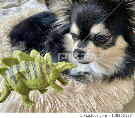 博美犬與吉娃娃混血幼犬與恐龍的初次邂逅 博美犬與吉娃娃混血幼犬與恐龍的初次邂逅 139295187