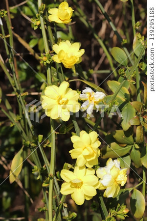 春天,公園裡盛開著雲南茉莉(Jasminum yunnanense)的黃色花朵。 春天,公園裡盛開著雲南茉莉(Jasminum yunnanense)的黃色花朵。 139295188