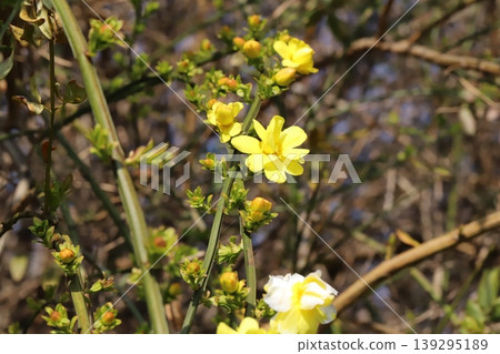 春天,公園裡盛開著雲南茉莉(Jasminum yunnanense)的黃色花朵。 春天,公園裡盛開著雲南茉莉(Jasminum yunnanense)的黃色花朵。 139295189