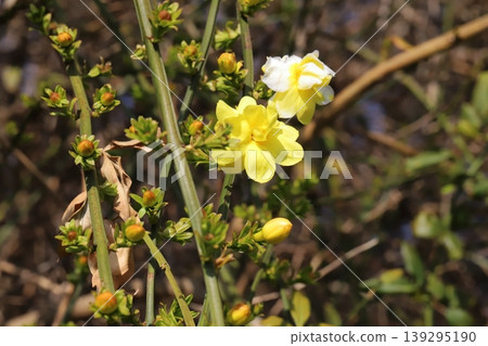 春天，公園裡盛開著雲南茉莉（Jasminum yunnanense）的黃色花朵。 139295190