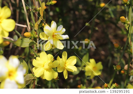 春天，公園裡盛開著雲南茉莉（Jasminum yunnanense）的黃色花朵。 139295191