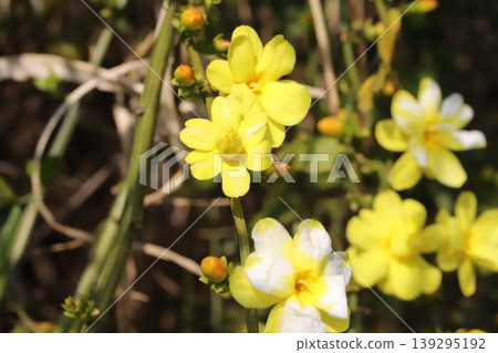 Yellow flowers of the Yunnan jasmine (Jasminum yunnanense) blooming in the park in spring. Yellow flowers of the Yunnan jasmine (Jasminum yunnanense) blooming in the park in spring. 139295192