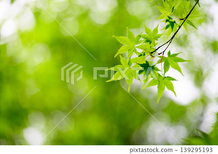 鮮嫩翠綠的楓葉和虛化的背景 139295193