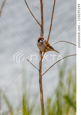The beauty of city birds The beauty of city birds 139295244