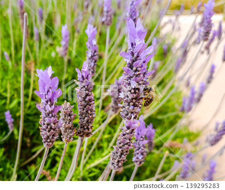 Bee Pollinating Lavender Flowers in Summer Garden Bee Pollinating Lavender Flowers in Summer Garden 139295283