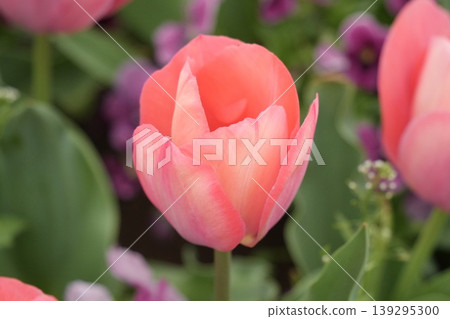 Pink tulip flowers blooming in spring flowerbed Pink tulip flowers blooming in spring flowerbed 139295300