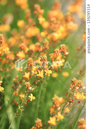 Fully bloomed flowering aloe (Bulbine) 139295314
