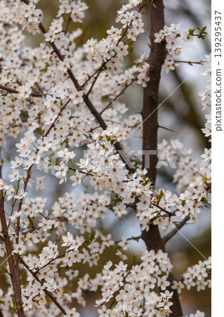 Cherry blossoms Cherry blossoms 139295437