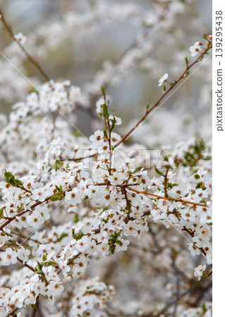 Cherry blossoms Cherry blossoms 139295438