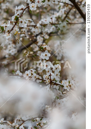 Cherry blossoms Cherry blossoms 139295439