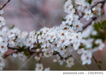 Cherry blossoms Cherry blossoms 139295441