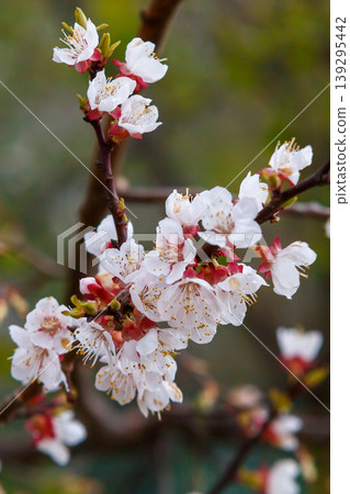 Cherry blossoms Cherry blossoms 139295442
