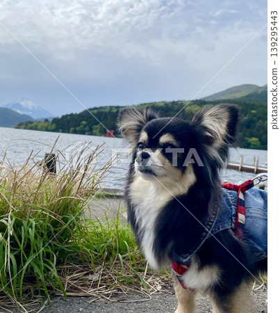 A Pomeranian-Chihuahua mix puppy standing by the lake. A Pomeranian-Chihuahua mix puppy standing by the lake. 139295443