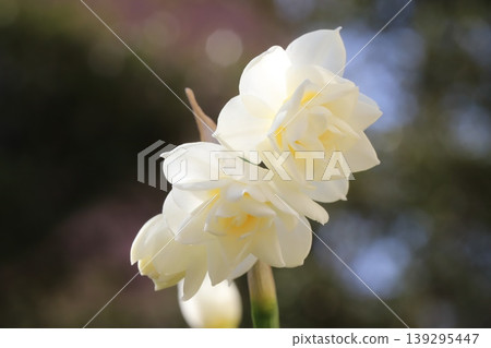 早春花園裡，重瓣水仙花盛開，花瓣潔白，花心淡黃色。 139295447